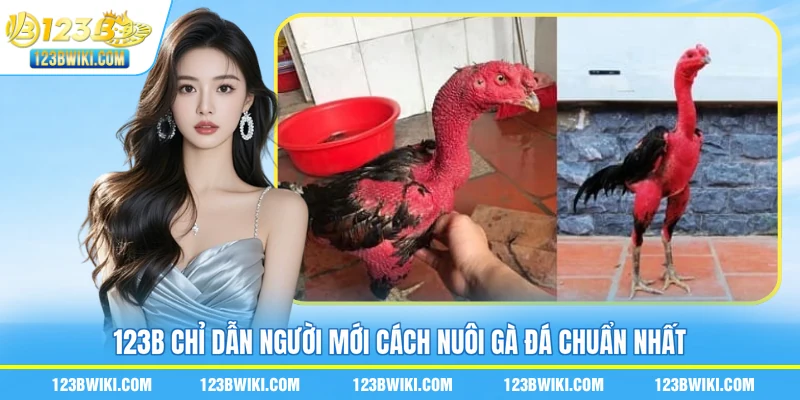 123B chỉ dẫn người mới cách nuôi gà đá chuẩn nhất