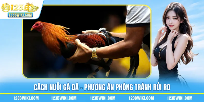 Cách nuôi gà đá - Phương án phòng tránh rủi ro